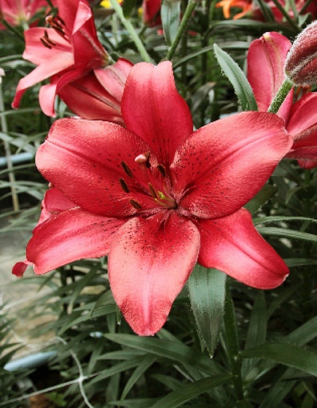 Лилия Ред Каунти 